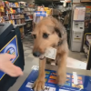 pet buys a lotto ticket