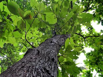 teak tree inspiration